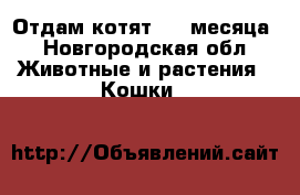 Отдам котят 1,5 месяца - Новгородская обл. Животные и растения » Кошки   
